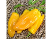 piment Goldent marconi